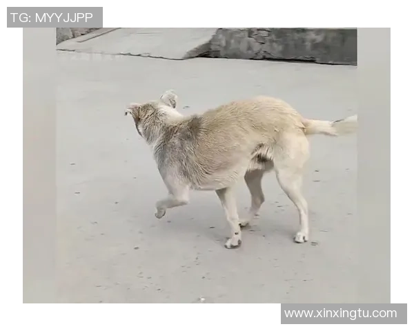 我家狗子竟然修炼成精了背后的奇幻故事与温情瞬间