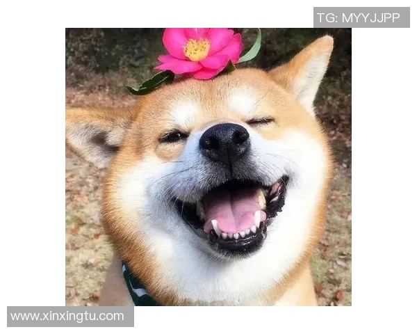 快来看看这只狗狗的笑容，它会让你忘记烦恼与忧愁