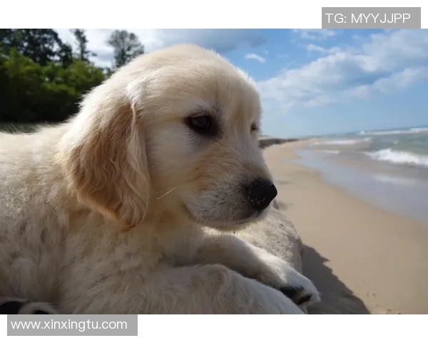 当狗子用眼神传递情感时我们能感受到什么样的温暖与默契 当狗子用眼神传递情感时我们能感受到什么样的温暖与默契