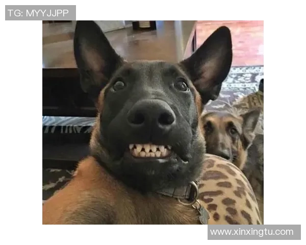 养狗千日只为一笑瞬间狗狗搞笑瞬间让你捧腹大笑的趣事分享